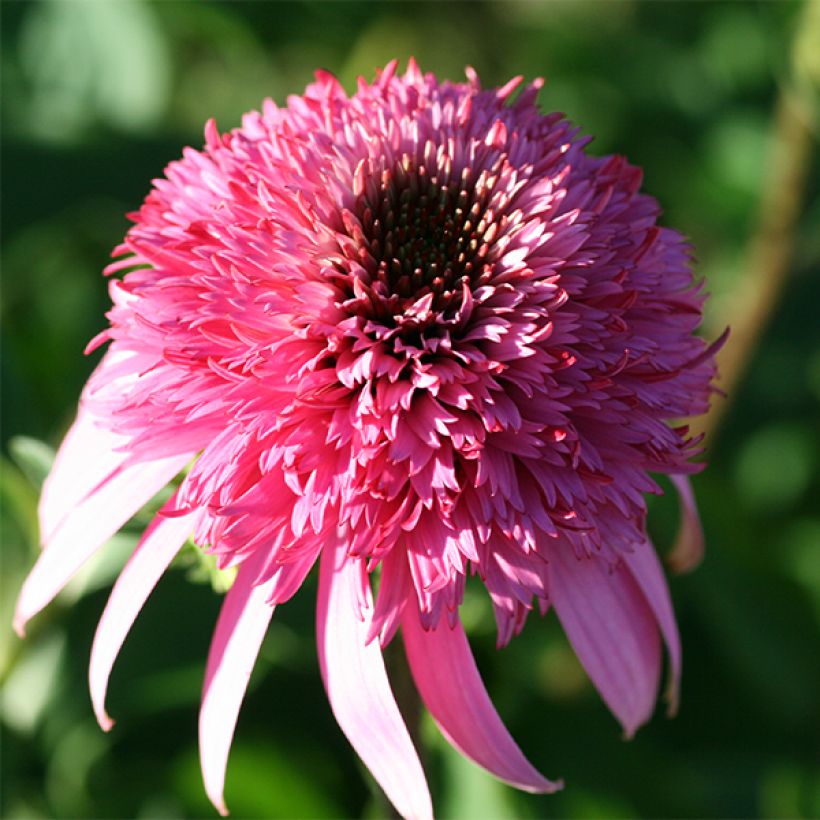 Echinacea purpurea Razzmatazz - Echinacée (Flowering)