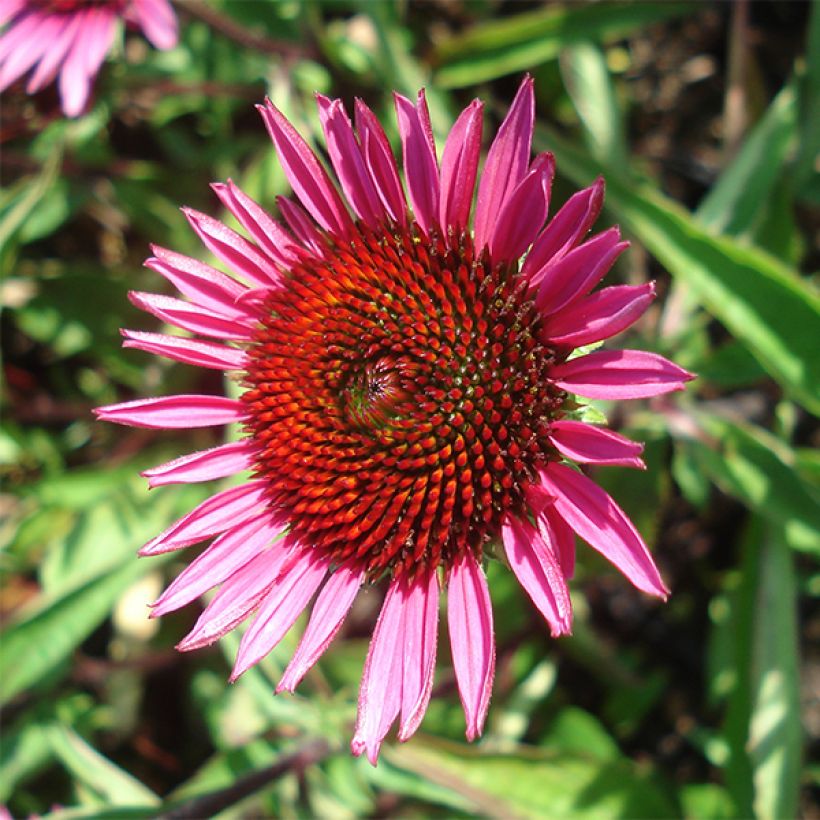 Echinacea purpurea Vintage Wine - Echinacée (Flowering)