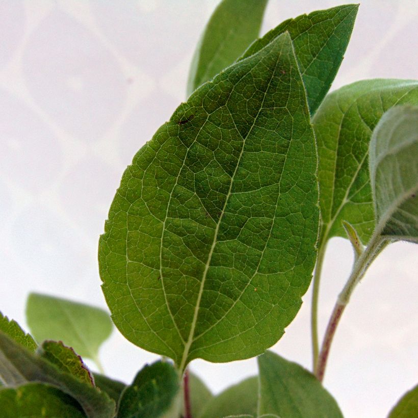 Rudbeckia subtomentosa Little Henry - Rudbeckie (Foliage)