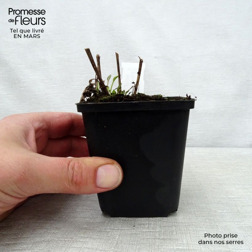 Example of Rudbeckia subtomentosa Little Henry - Rudbeckie Godet de 8/9 cm as you get in printemps