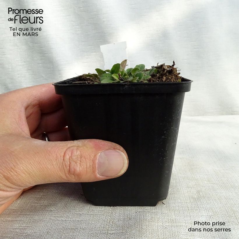 Spécimen de Rudbeckia triloba Prairie Glow Godet de 8/9 cm tel que livré au printemps