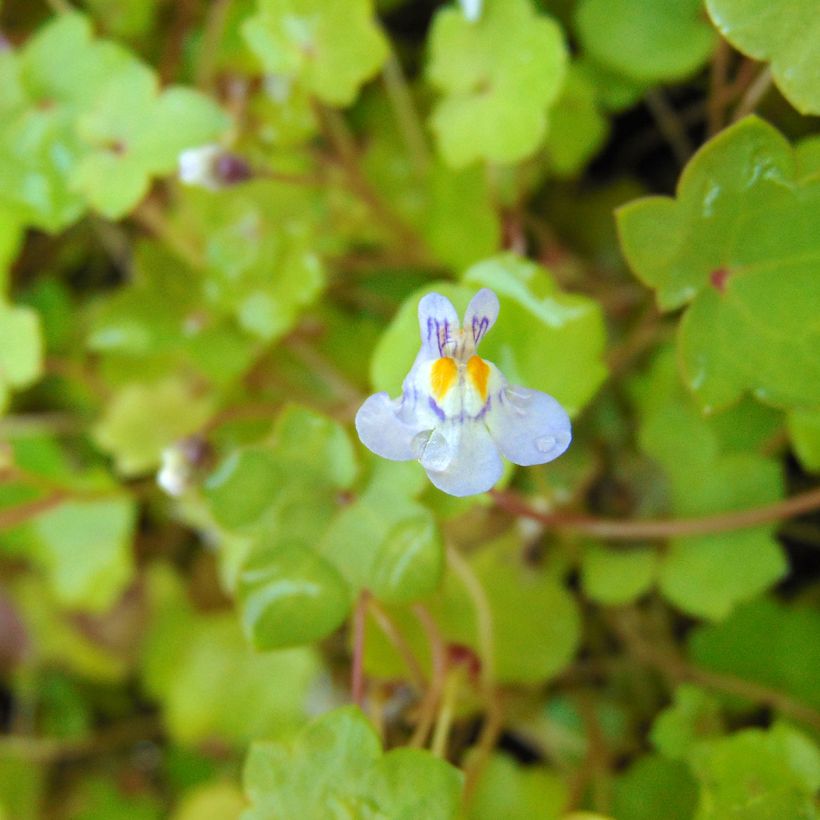 Ruine de Rome - Cymbalaria muralis (Flowering)