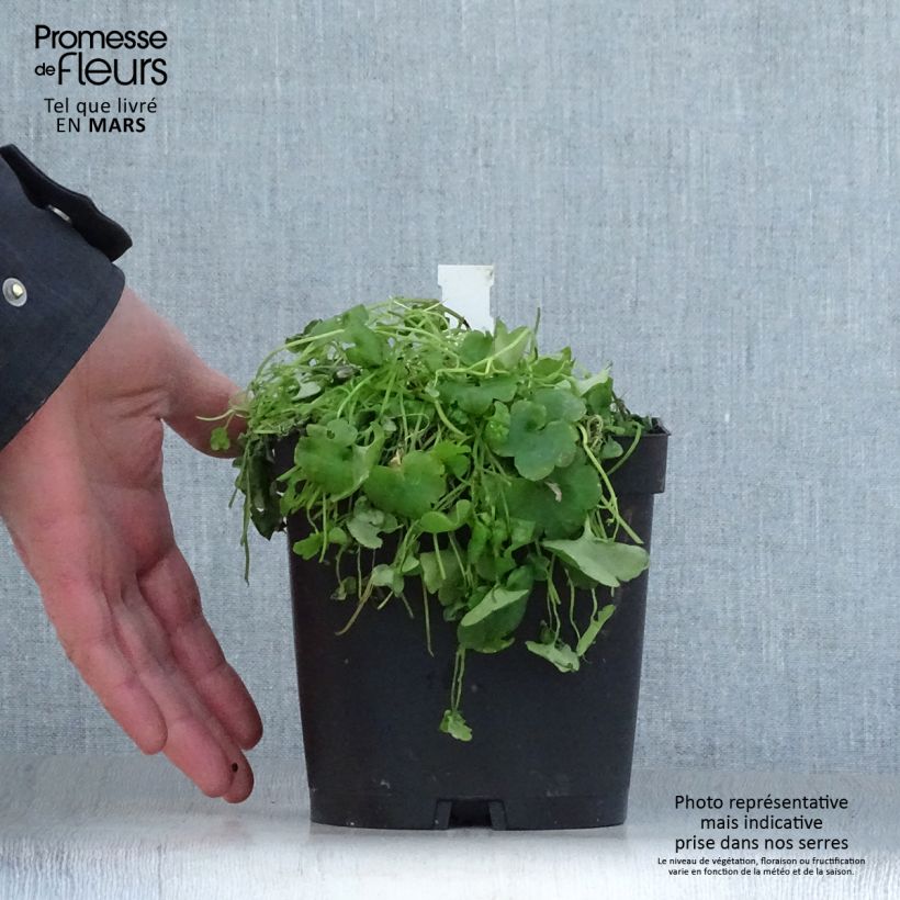 Example of Ruine de Rome - Cymbalaria muralis Pot de 2L/3L as you get in printemps