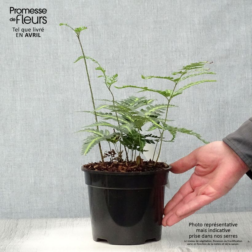 Example of Rumohra adiantiformis Variegata - Fougère des fleuristes panachée Pot de 2L/3L as you get in printemps