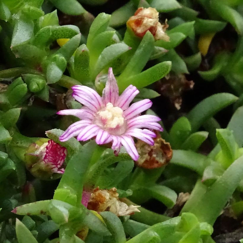 Ruschia prostrata - Antimima prostrée (Floraison)