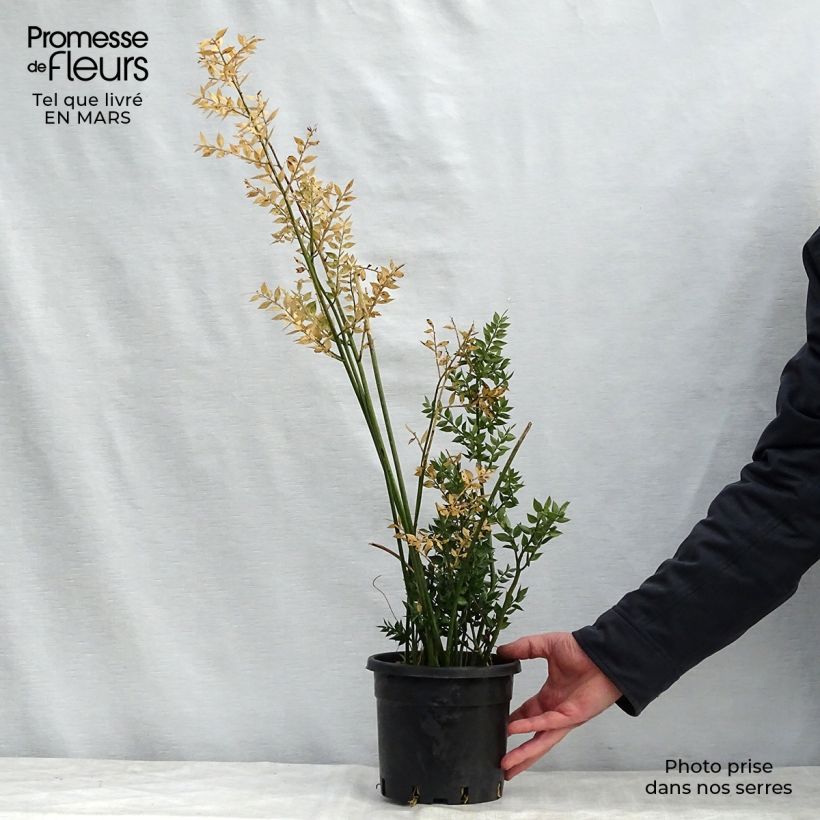 Example of Ruscus aculeatus - Fragon petit houx  Pot de 2L/3L as you get in printemps