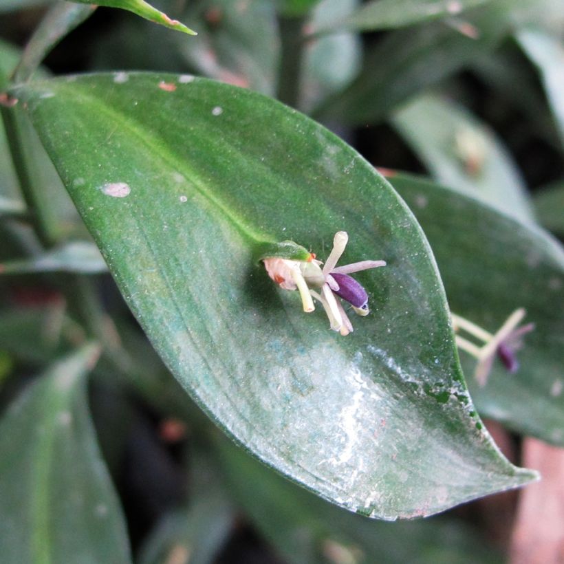 Ruscus hypoglossum - Fragon à langues (Floraison)