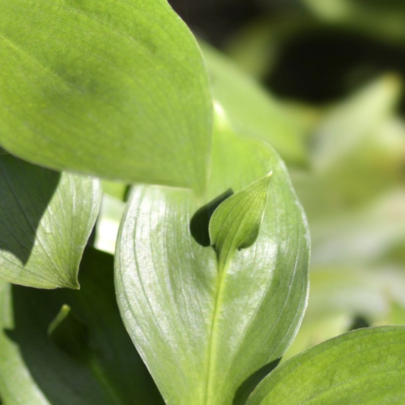 Ruscus hypoglossum - Fragon à langues (Feuillage)