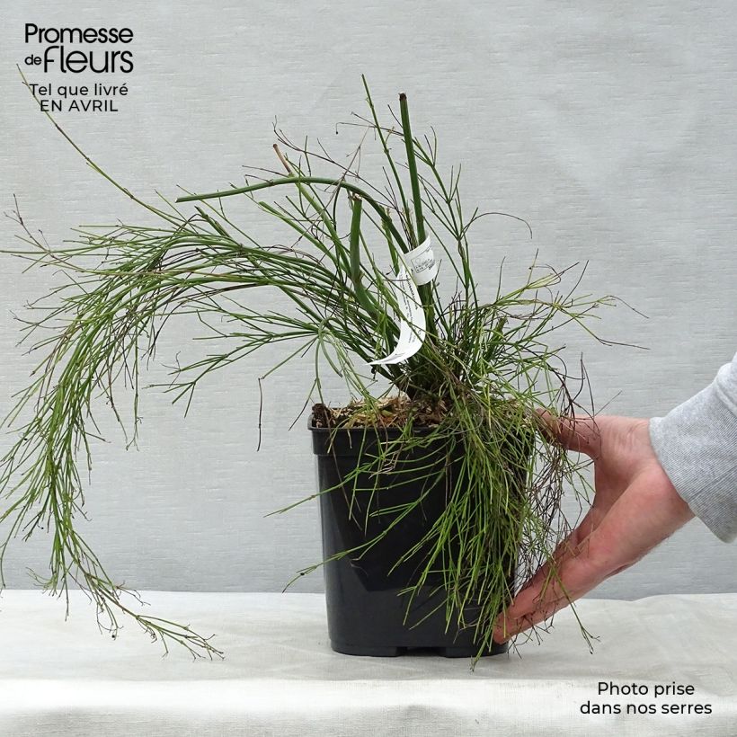 Example of Russelia equisetiformis - Goutte de sang Pot de 3L/4L as you get in printemps