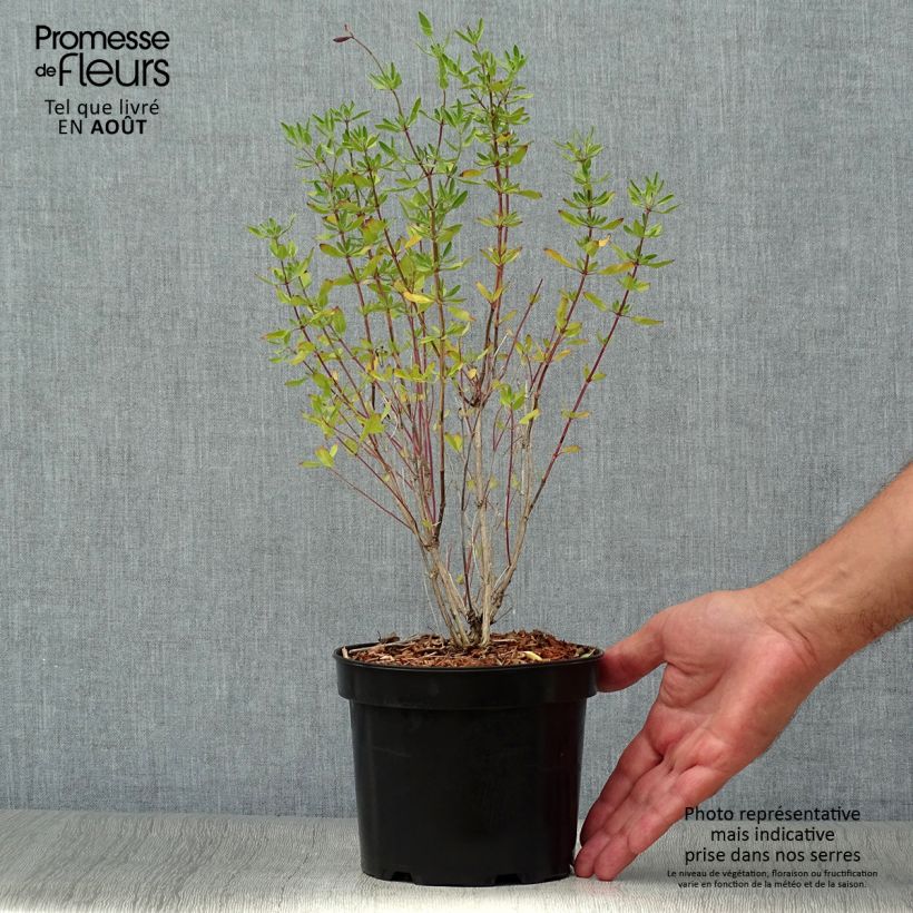 Spécimen de Sauge arbustive - Salvia jamensis Raspberry Royal Pot de 2L/3L tel que livré en été