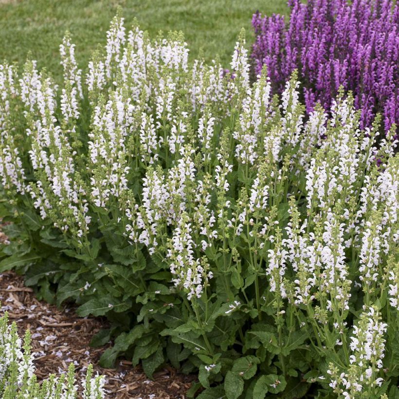 Sauge Spires Snow Kiss - Salvia hybrida (Plant habit)