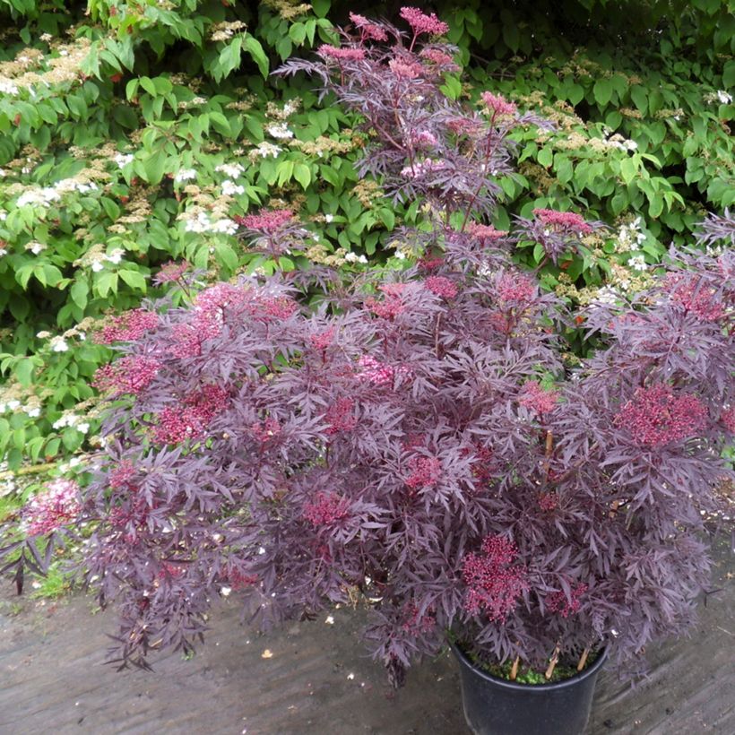 Sureau noir - Sambucus nigra Cherry Lace (Plant habit)