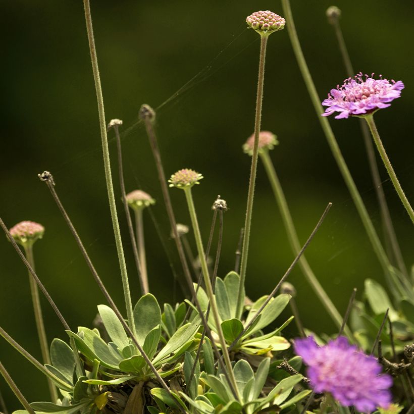 Scabiosa ou Lomeliosa cretica - Scabieuse de Crète (Feuillage)