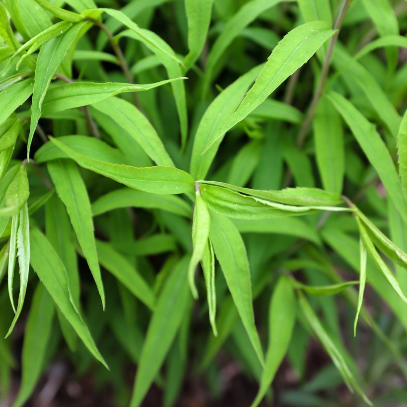 Solidago caesia - Verge d'or bleuâtre (Foliage)