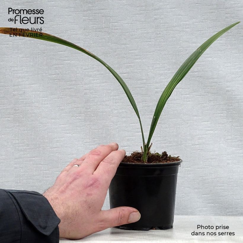Example of Sabal bermudana - Palmier des Bermudes Pot de 12 cm / 13 cm as you get in hiver