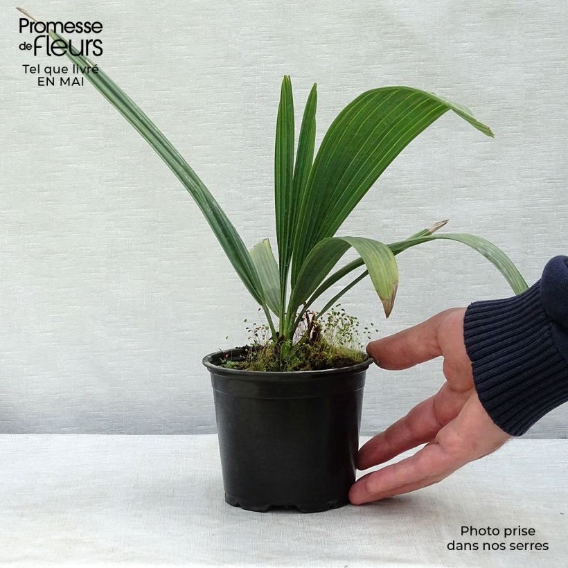 Example of Sabal causarium - Palmier sombrero Pot de 12 cm / 13 cm as you get in printemps