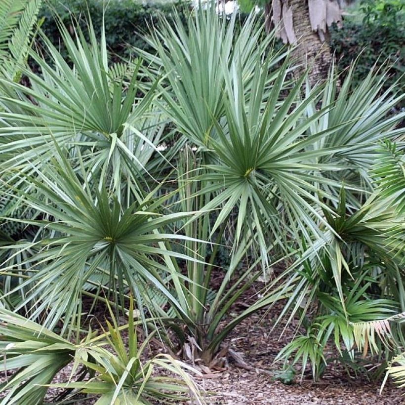 Sabal etonia - Palmier nain (Plant habit)
