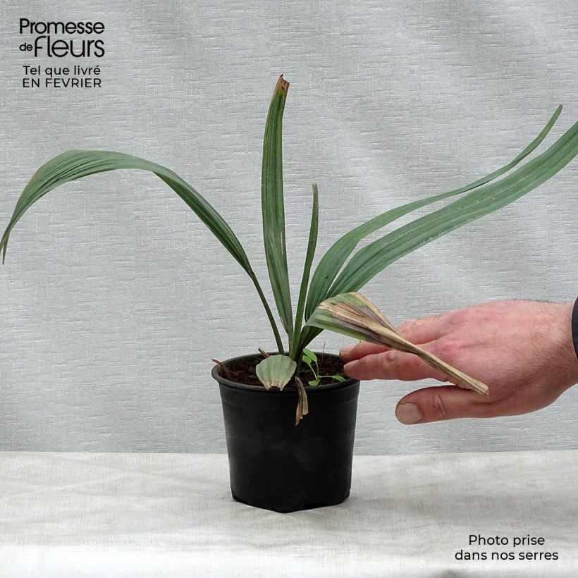 Example of Sabal maritima - Palmier éventail de Cuba Pot de 12 cm / 13 cm as you get in hiver