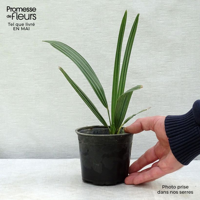 Example of Sabal mauritiiformis - Palmier éventail Pot de 12 cm / 13 cm as you get in printemps
