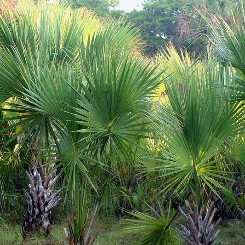 Sabal mexicana - Palmier sombrero du Mexique (Plant habit)