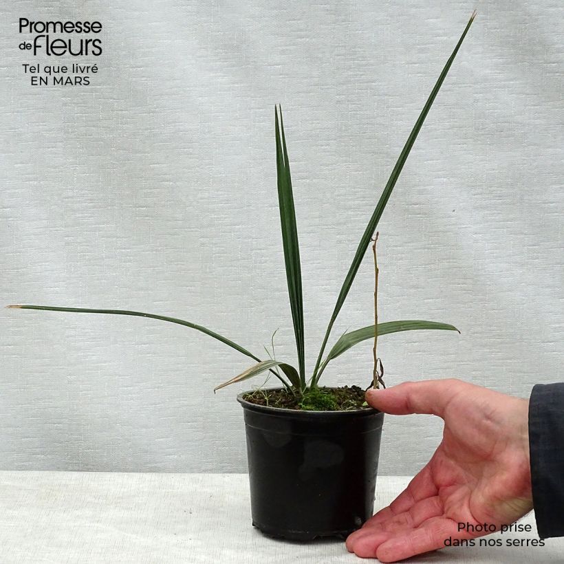 Example of Sabal palmetto - Palmier chou Pot de 12 cm / 13 cm as you get in printemps