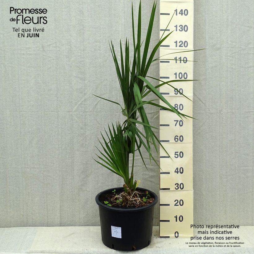 Example of Sabal palmetto - Palmier chou Pot de 20L/25L as you get in printemps
