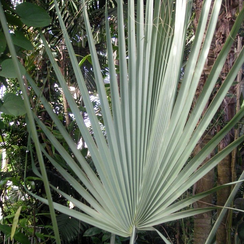 Sabal uresana - Palmier sabal bleu (Foliage)
