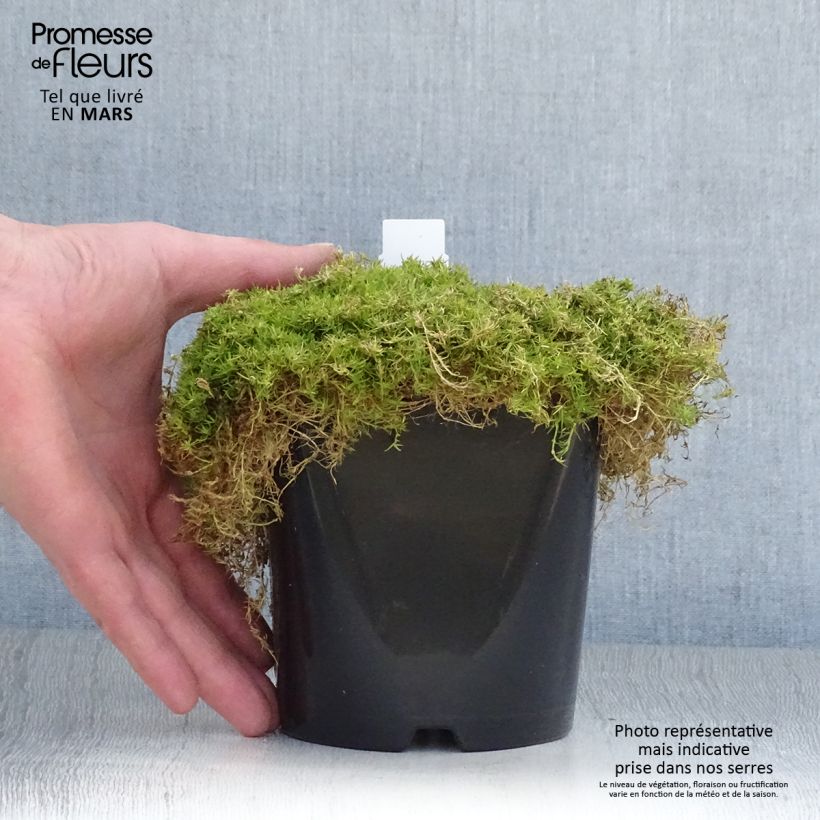 Spécimen de Sagina Lime Moss - Sagine subulée Pot de 1,5L/2L tel que livré au printemps