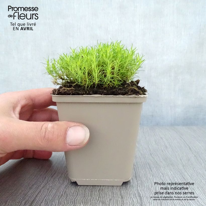 Example of Sagina subulata Aurea - Sagine subulée dorée Godet de 8/9 cm as you get in printemps