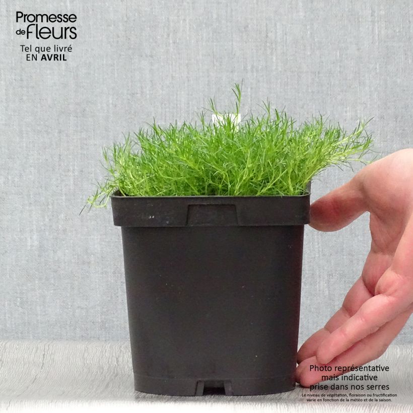 Example of Sagina subulata - Sagine subulée Pot de 2L/3L as you get in printemps