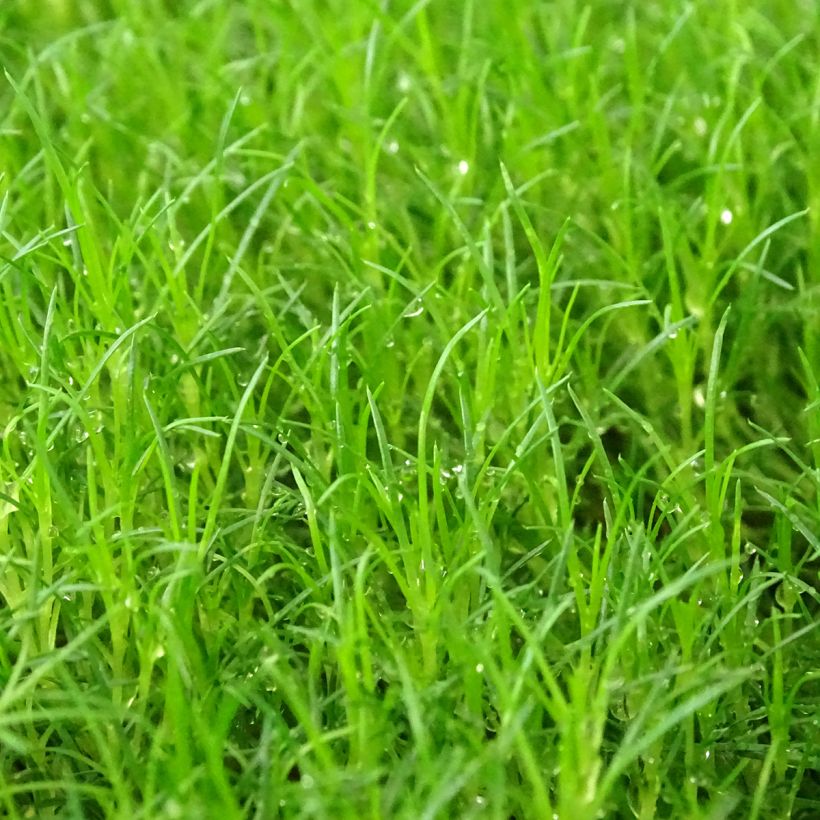 Sagina subulata Scottish Moss - Sagine subulée (Feuillage)