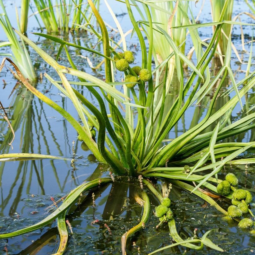Sagittaria sagittifolia - Flèche d'eau (Foliage)