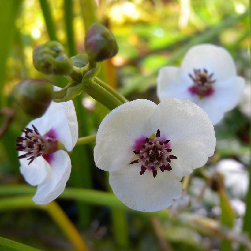 Sagittaria sagittifolia - Flèche d'eau (Flowering)