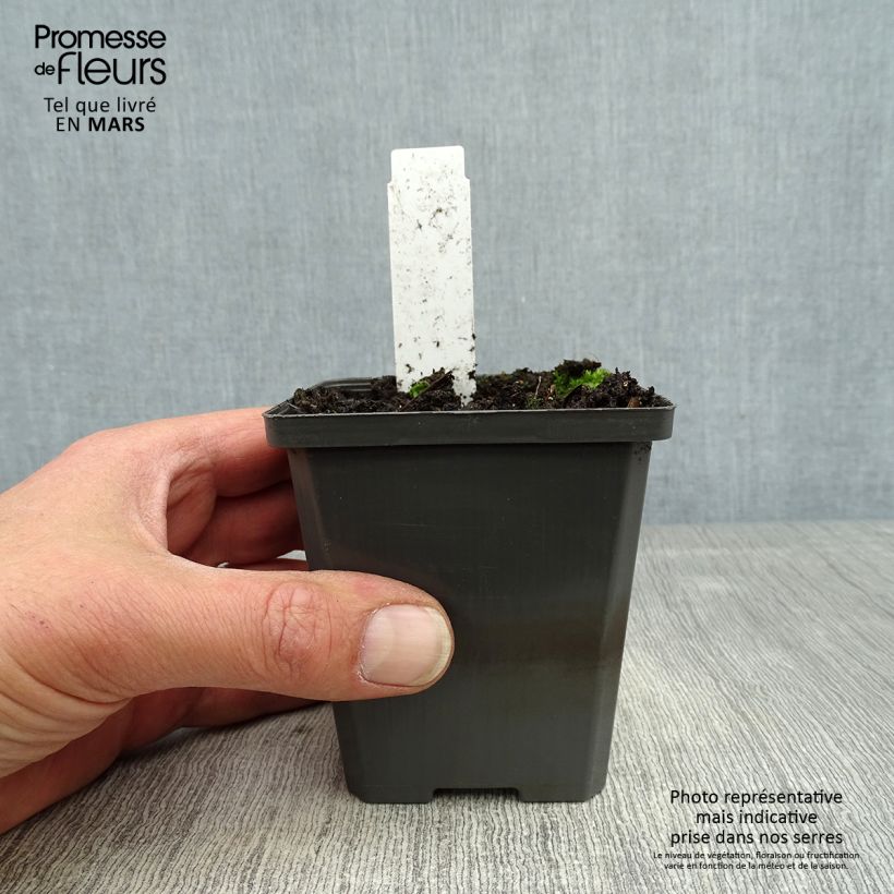 Example of Sagittaria sagittifolia - Flèche d'eau Godet de 8/9 cm as you get in printemps