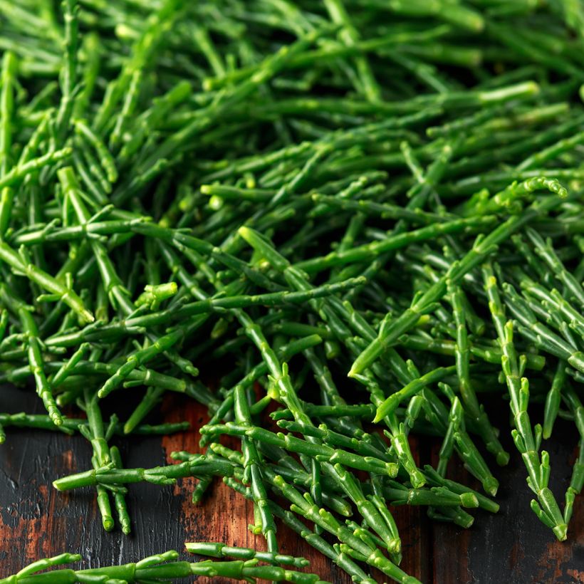 Salicorne d'Europe, Cornichon de mer - Salicornia europaea (Harvest)