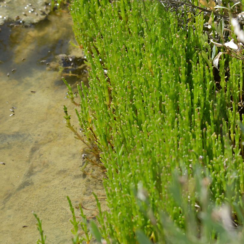 Salicorne d'Europe, Cornichon de mer - Salicornia europaea (Plant habit)