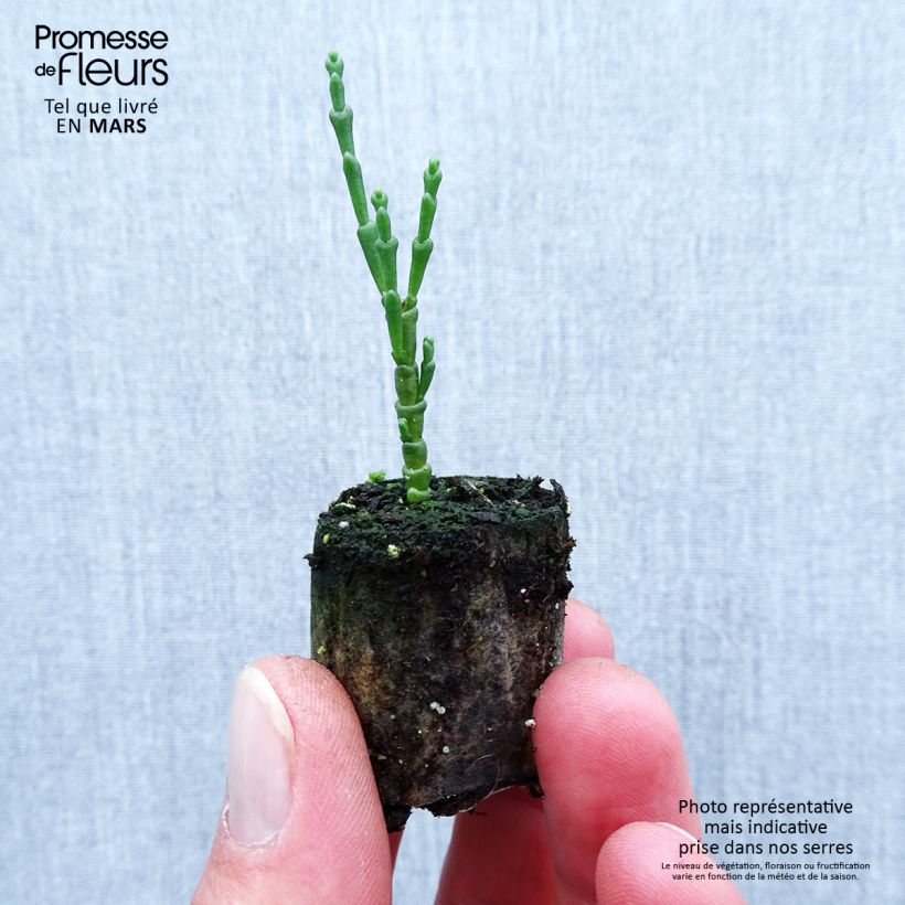 Example of Salicorne d'Europe, Cornichon de mer - Salicornia europaea Mini-motte Ø 1,5/2,5 cm as you get in printemps