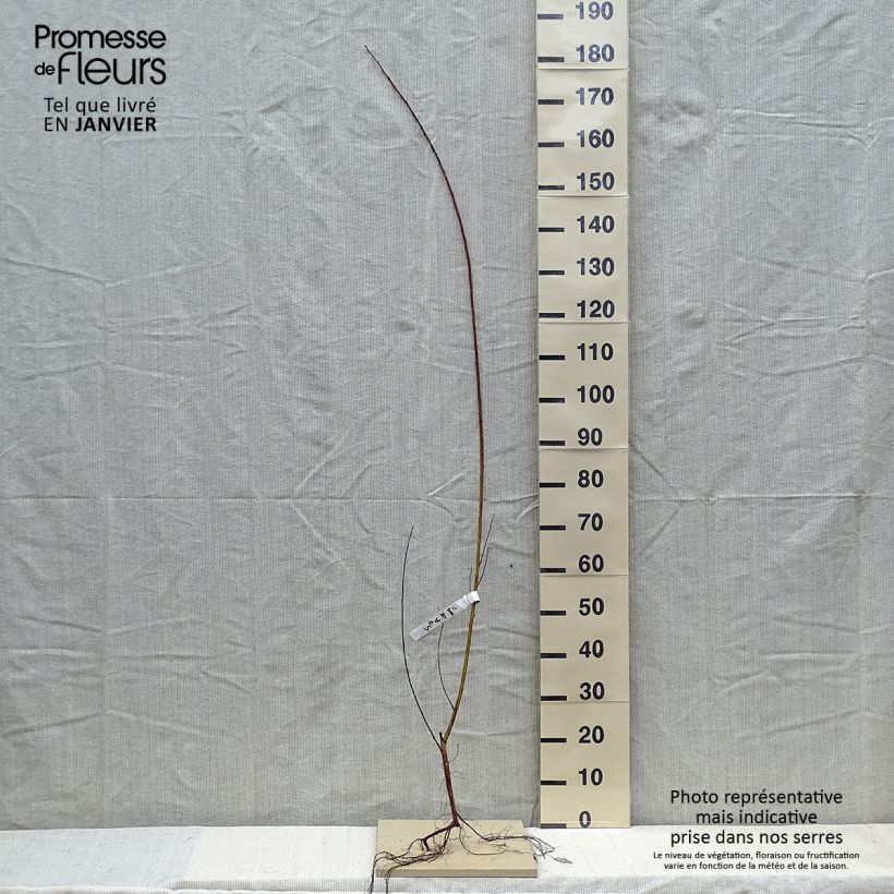 Spécimen de Salix alba Chermesina - Saule blanc - Osier rouge Racines nues tel que livré en hiver