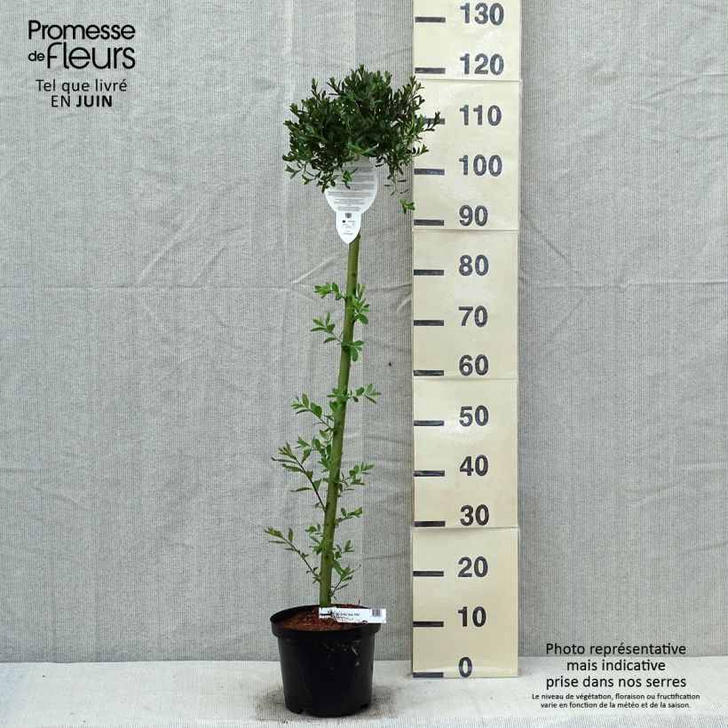 Example of Salix artica Yalta - Saule arctique Pot de 4L/5L, Tige as you get in printemps