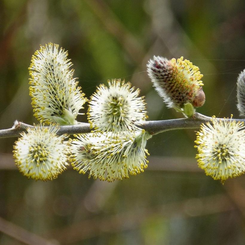 Salix caprea - Saule marsault (Flowering)