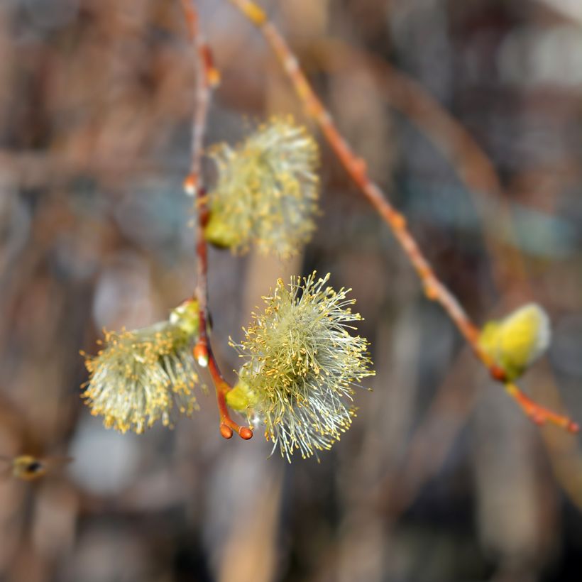 Saule marsault tortueux pleureur Curly Locks - Salix caprea (Flowering)