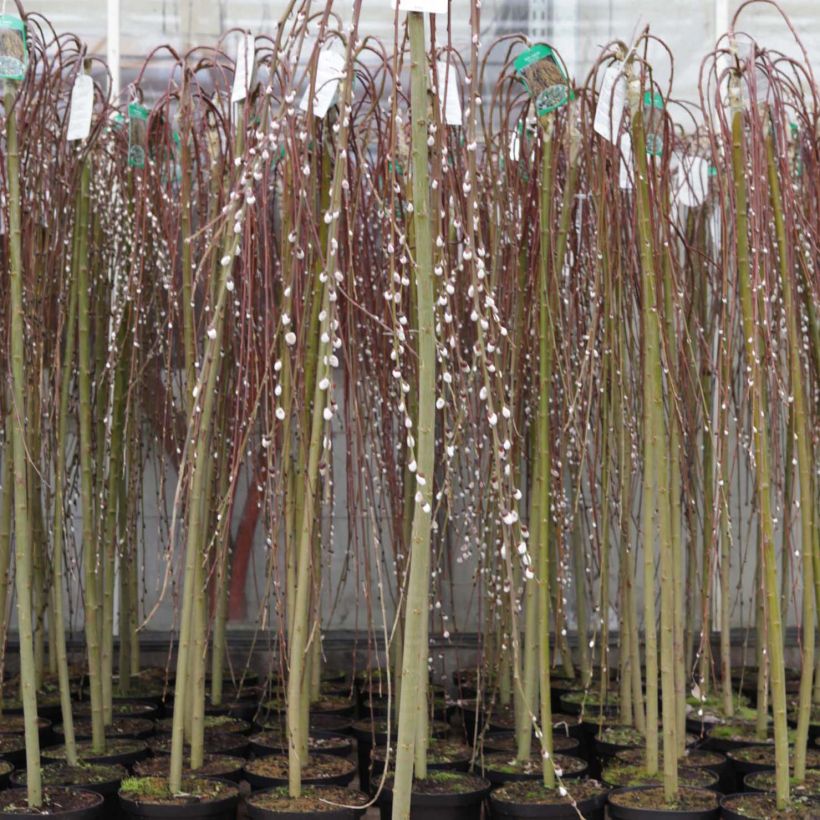 Salix caprea Kilmarnock - Saule marsault pleureur (Plant habit)