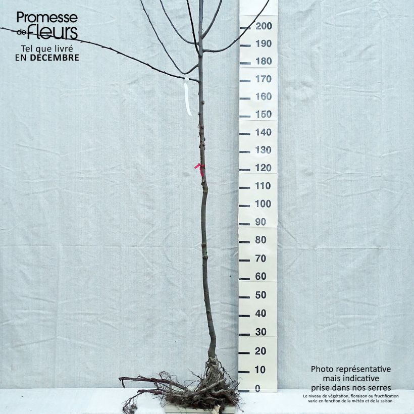 Example of Salix caprea - Saule marsault Racines nues, Tige, Tige 6/8 as you get in hiver