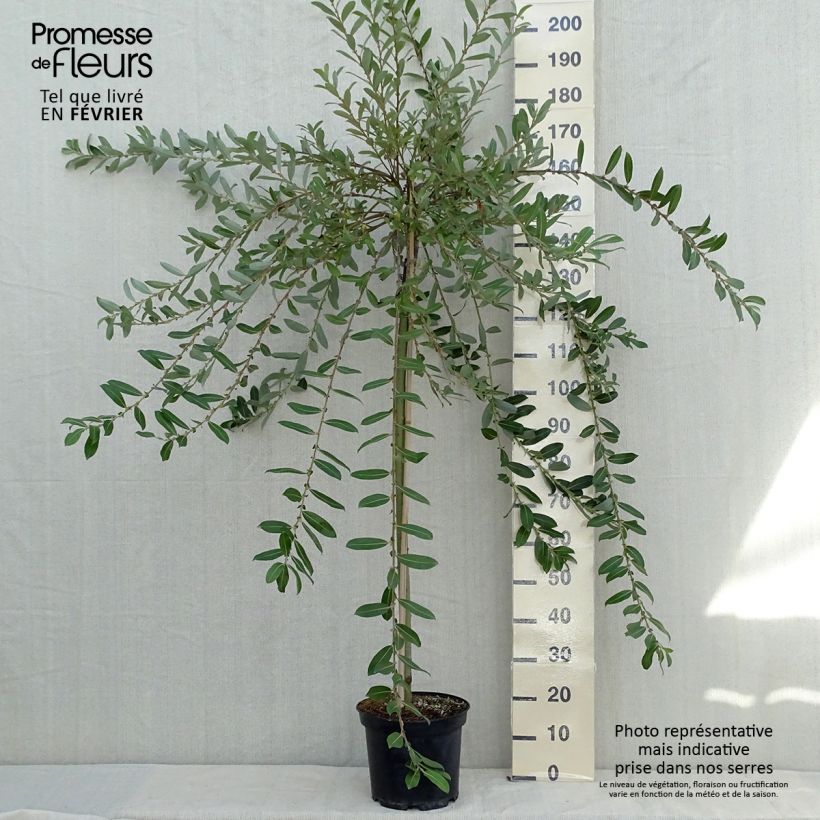 Spécimen de Salix chaenomeloides Mount Aso - Saule japonais Pot de 6L/7L, Tige, Tige de 110 cm tel que livré en automne