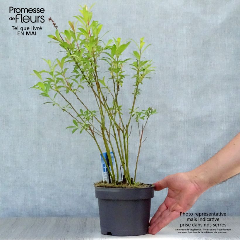 Example of Salix chaenomeloides Mount Aso - Saule japonais Pot de 2L/3L as you get in printemps