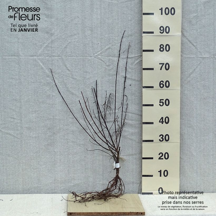 Example of Salix elaeagnos Angustifolia - Saule à feuilles d'argousier Racines nues as you get in hiver