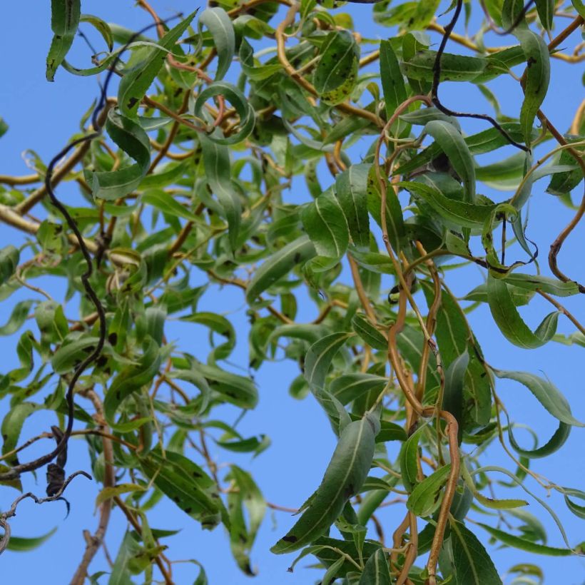 Salix erythroflexuosa - Saule tortueux (Foliage)