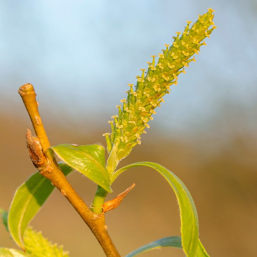 Salix fragilis - Saule fragile (Flowering)