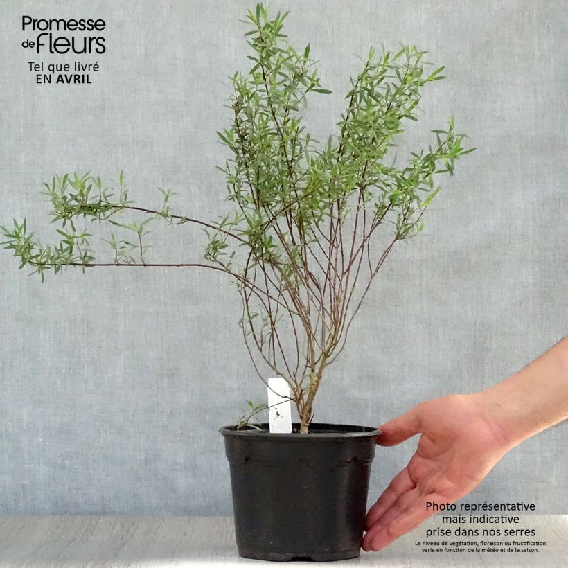 Example of Salix purpurea Nana - Saule pourpre Pot de 2L/3L as you get in printemps