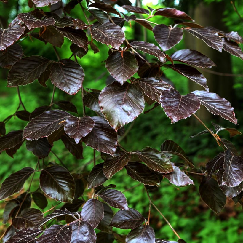 Salix purpurea Nana - Saule pourpre (Foliage)